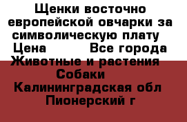 Щенки восточно европейской овчарки за символическую плату › Цена ­ 250 - Все города Животные и растения » Собаки   . Калининградская обл.,Пионерский г.